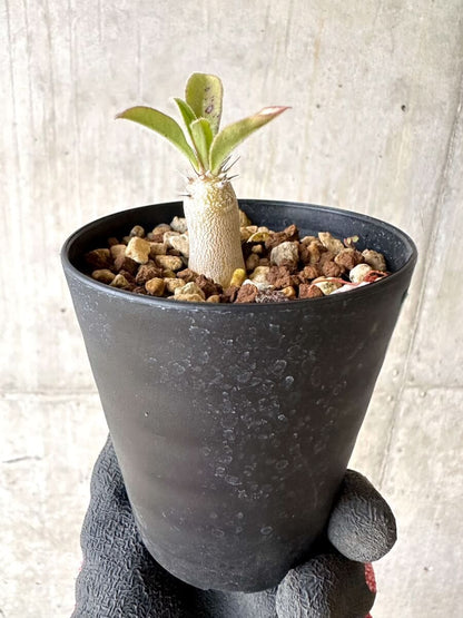 【現品限り】パキポディウム・サンデルシー 白馬城【O74】 Pachypodium saundersii