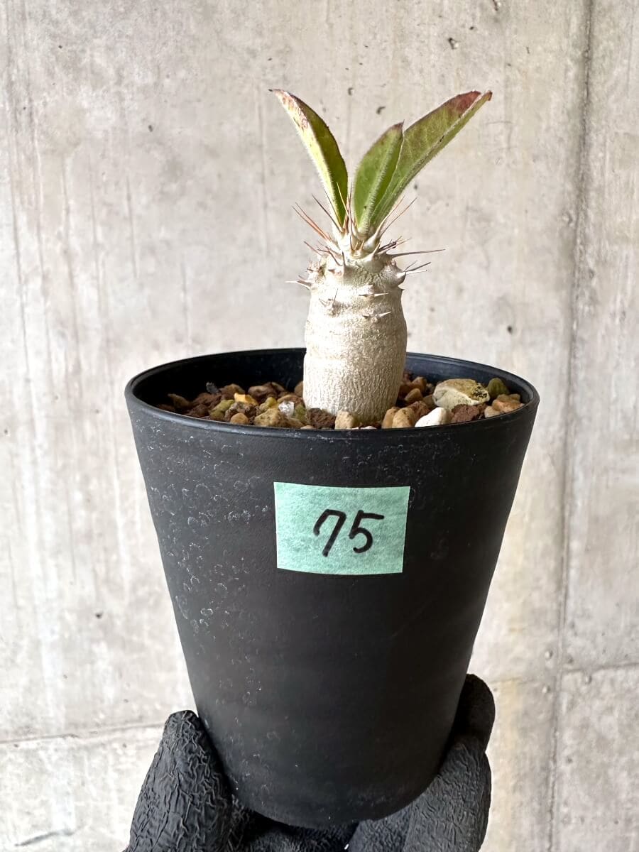 【現品限り】パキポディウム・サンデルシー 白馬城【O75】 Pachypodium saundersii