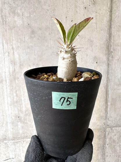 【現品限り】パキポディウム・サンデルシー 白馬城【O75】 Pachypodium saundersii