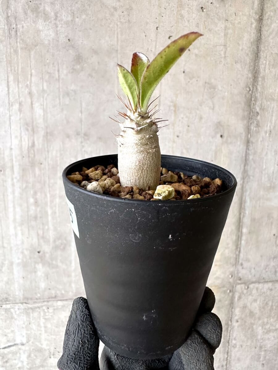 【現品限り】パキポディウム・サンデルシー 白馬城【O75】 Pachypodium saundersii