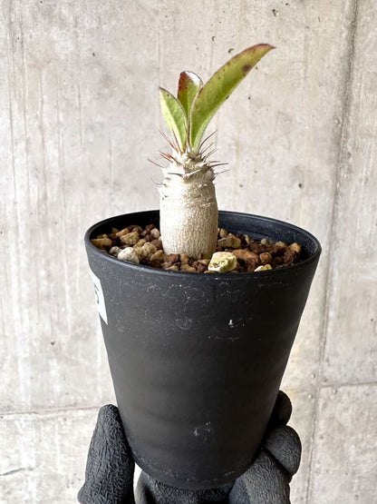 【現品限り】パキポディウム・サンデルシー 白馬城【O75】 Pachypodium saundersii