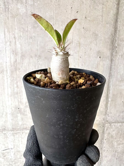 【現品限り】パキポディウム・サンデルシー 白馬城【O75】 Pachypodium saundersii