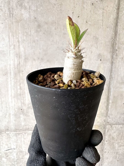 【現品限り】パキポディウム・サンデルシー 白馬城【O75】 Pachypodium saundersii