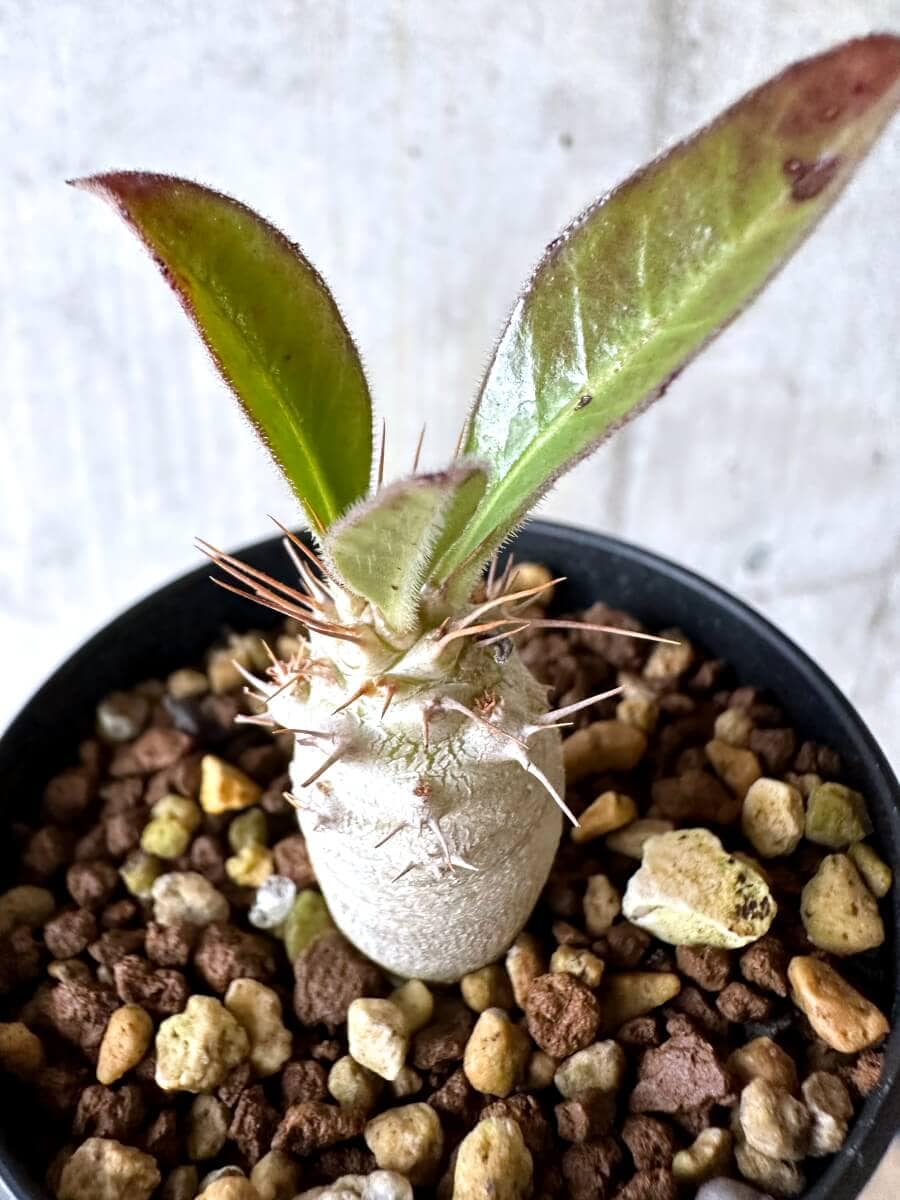 【現品限り】パキポディウム・サンデルシー 白馬城【O75】 Pachypodium saundersii