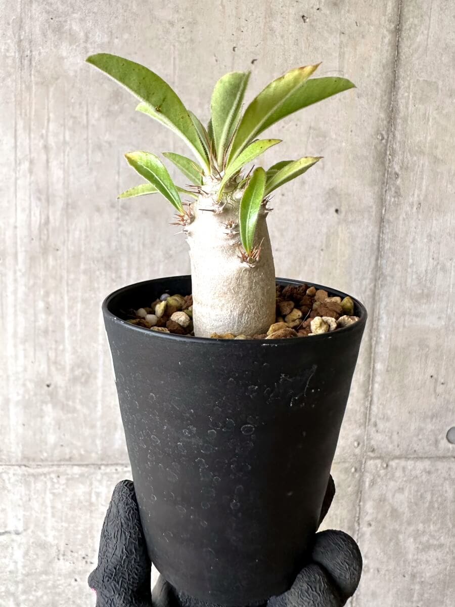 現品限り】パキポディウム・サンデルシー 白馬城【O76】 Pachypodium