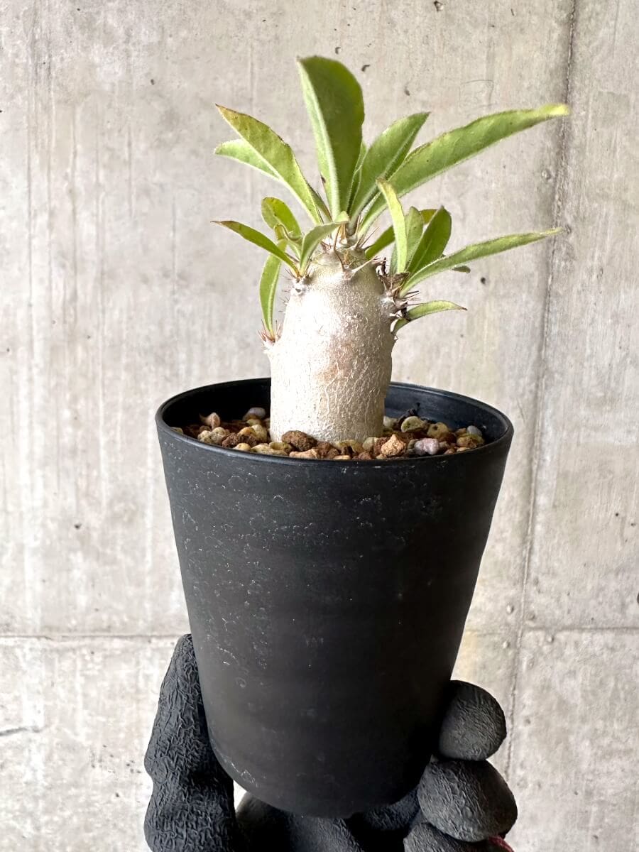 【現品限り】パキポディウム・サンデルシー 白馬城【O76】 Pachypodium saundersii