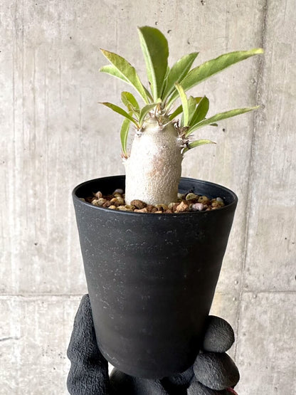 【現品限り】パキポディウム・サンデルシー 白馬城【O76】 Pachypodium saundersii