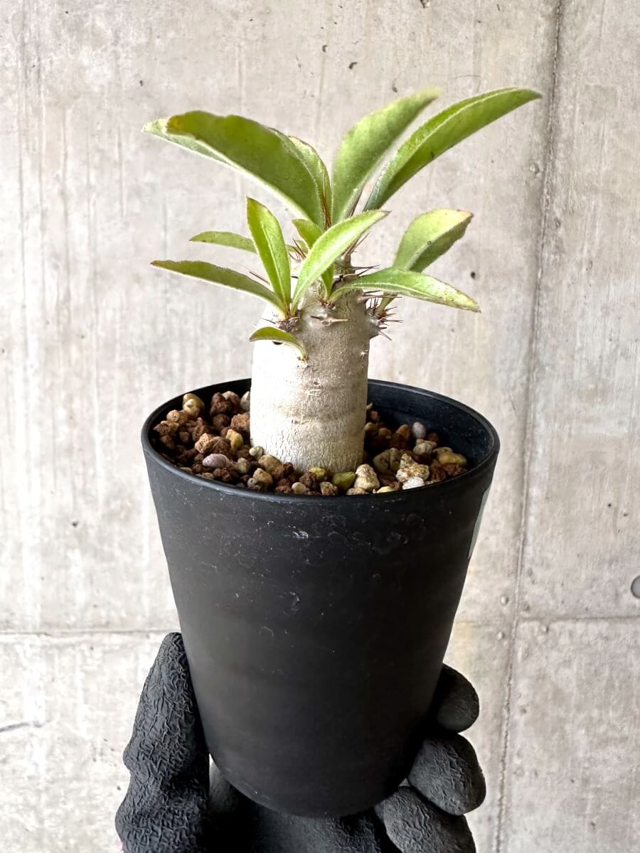 【現品限り】パキポディウム・サンデルシー 白馬城【O76】 Pachypodium saundersii