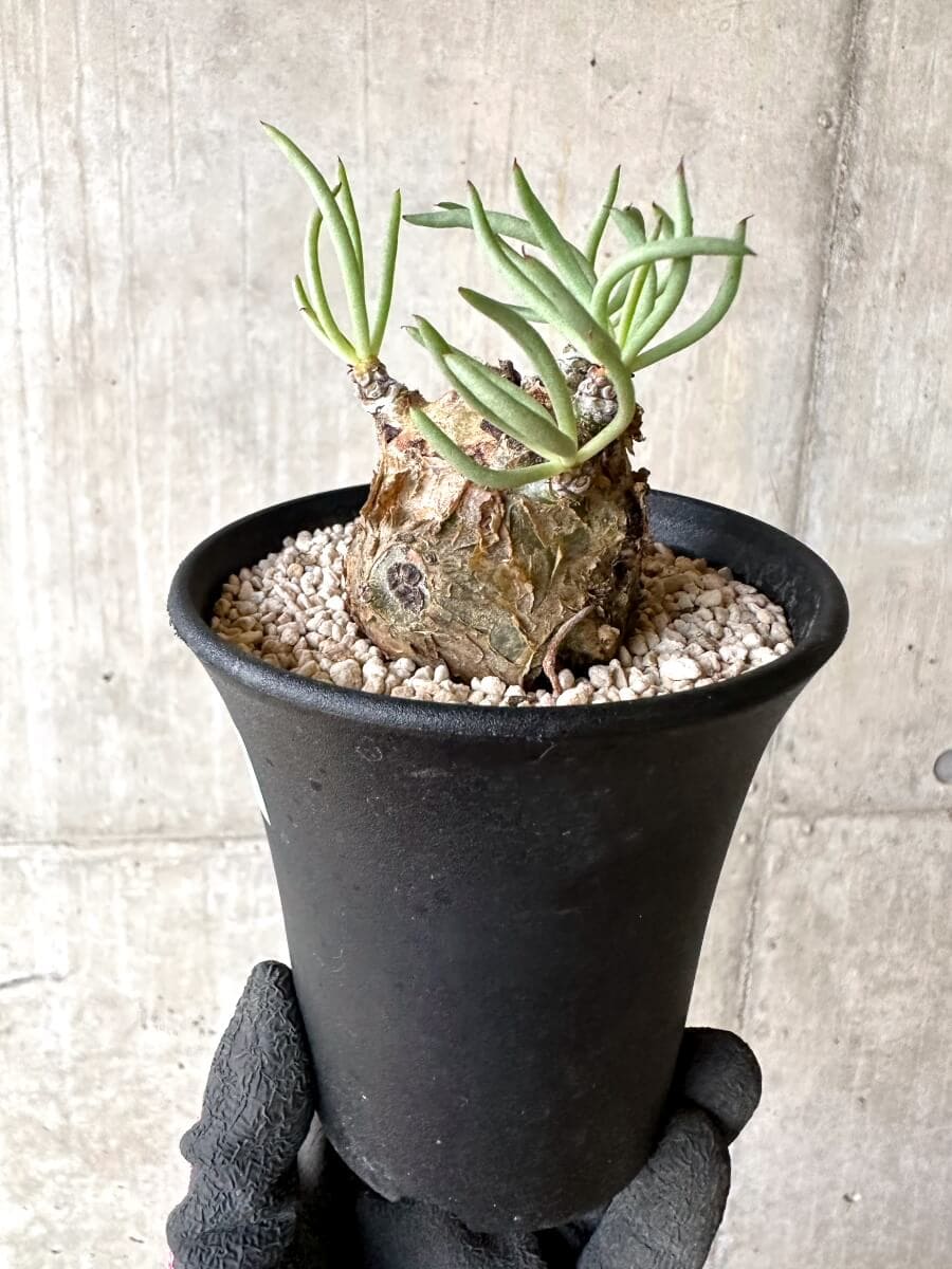 【現品限り】チレコドン・ペアルソニー 現地株 発根済み【O77】 Tylecodon pearsonii