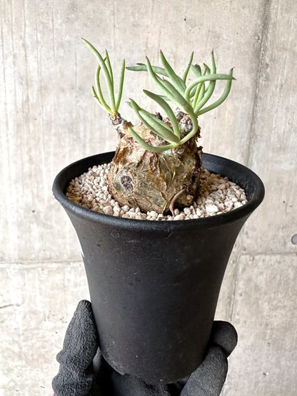 【現品限り】チレコドン・ペアルソニー 現地株 発根済み【O77】 Tylecodon pearsonii