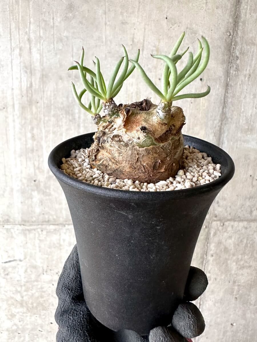 【現品限り】チレコドン・ペアルソニー 現地株 発根済み【O77】 Tylecodon pearsonii