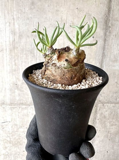 【現品限り】チレコドン・ペアルソニー 現地株 発根済み【O77】 Tylecodon pearsonii