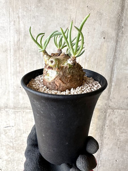 【現品限り】チレコドン・ペアルソニー 現地株 発根済み【O77】 Tylecodon pearsonii