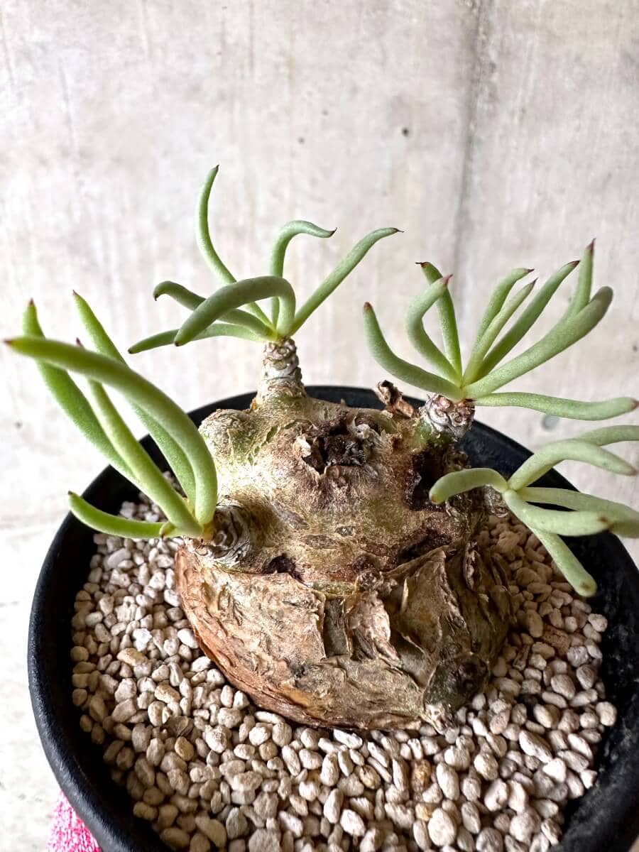 【現品限り】チレコドン・ペアルソニー 現地株 発根済み【O77】 Tylecodon pearsonii