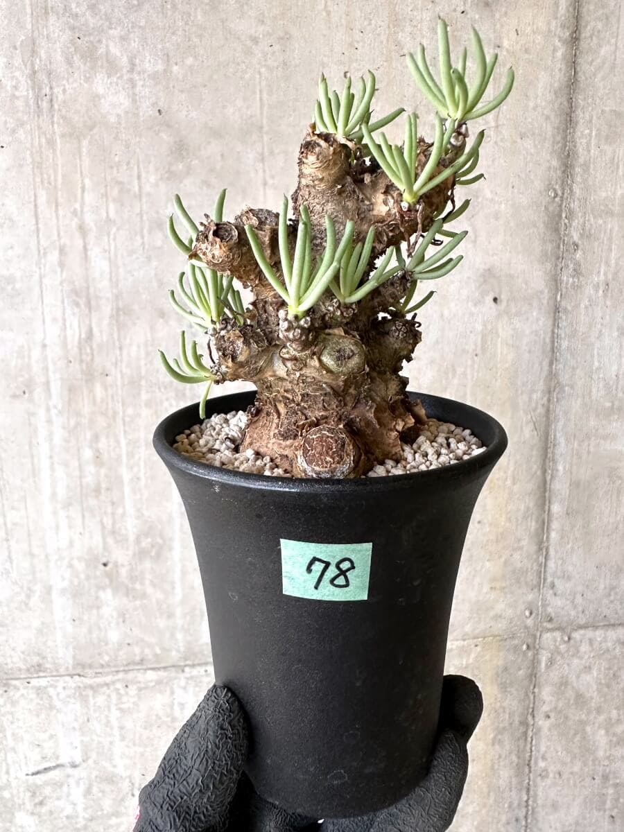【現品限り】チレコドン・ペアルソニー 現地株 発根済み【O78】 Tylecodon pearsonii