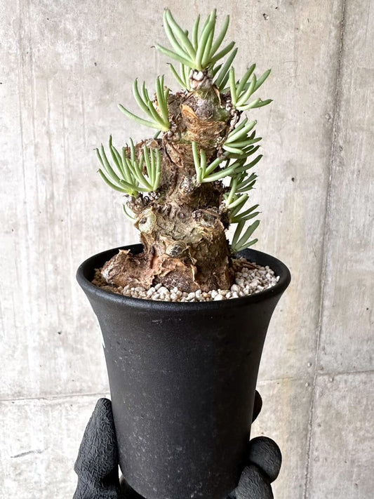 【現品限り】チレコドン・ペアルソニー 現地株 発根済み【O78】 Tylecodon pearsonii