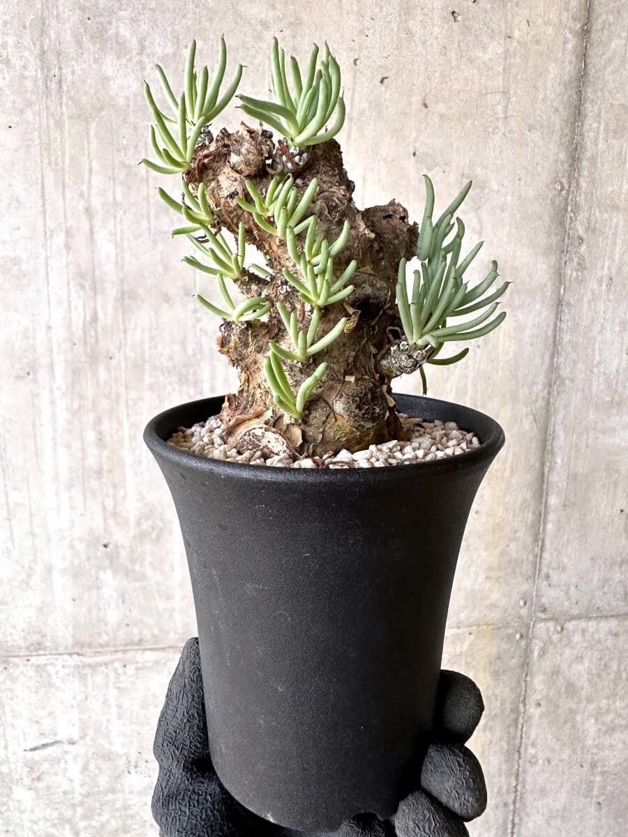 【現品限り】チレコドン・ペアルソニー 現地株 発根済み【O78】 Tylecodon pearsonii