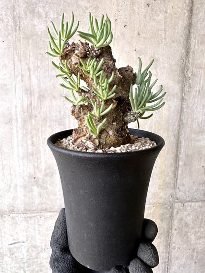 【現品限り】チレコドン・ペアルソニー 現地株 発根済み【O78】 Tylecodon pearsonii