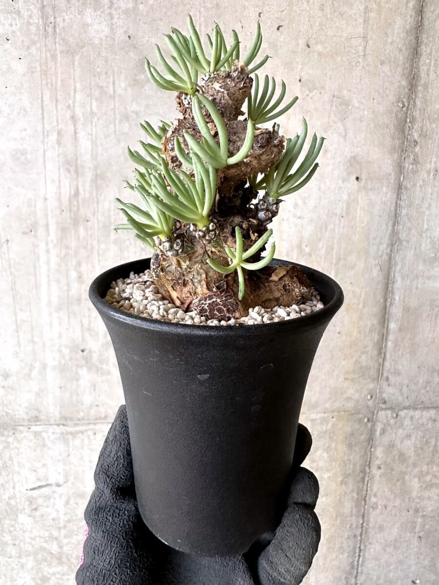 【現品限り】チレコドン・ペアルソニー 現地株 発根済み【O78】 Tylecodon pearsonii