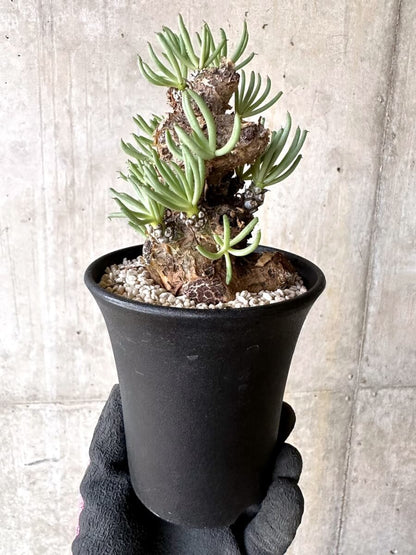 【現品限り】チレコドン・ペアルソニー 現地株 発根済み【O78】 Tylecodon pearsonii