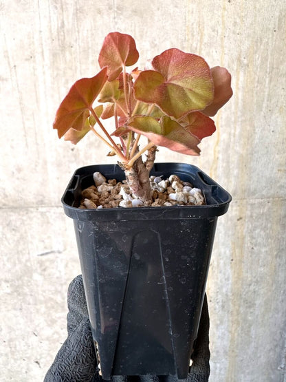 【現品限り】ペラルゴニウム・トンガエンセ【O7】 Pelargonium tongaense
