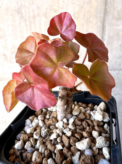 【現品限り】ペラルゴニウム・トンガエンセ【O7】 Pelargonium tongaense