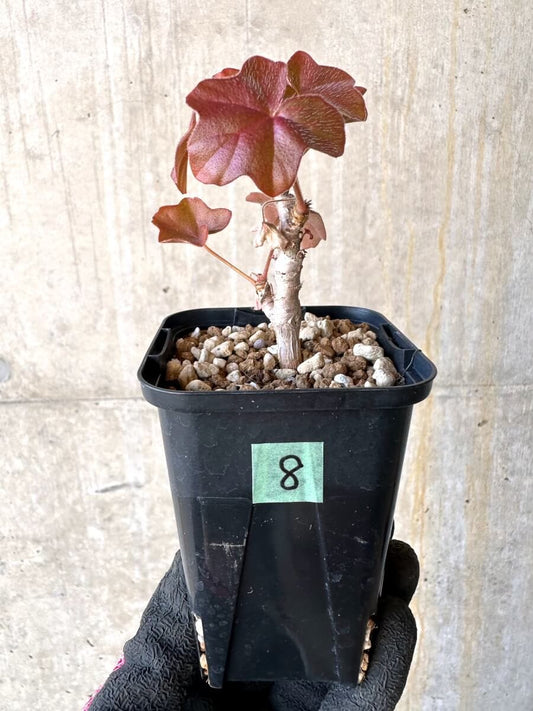 【現品限り】ペラルゴニウム・トンガエンセ【O8】 Pelargonium tongaense