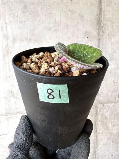 【現品限り】チレコドン・シングラリス【O81】 Tylecodon singularis