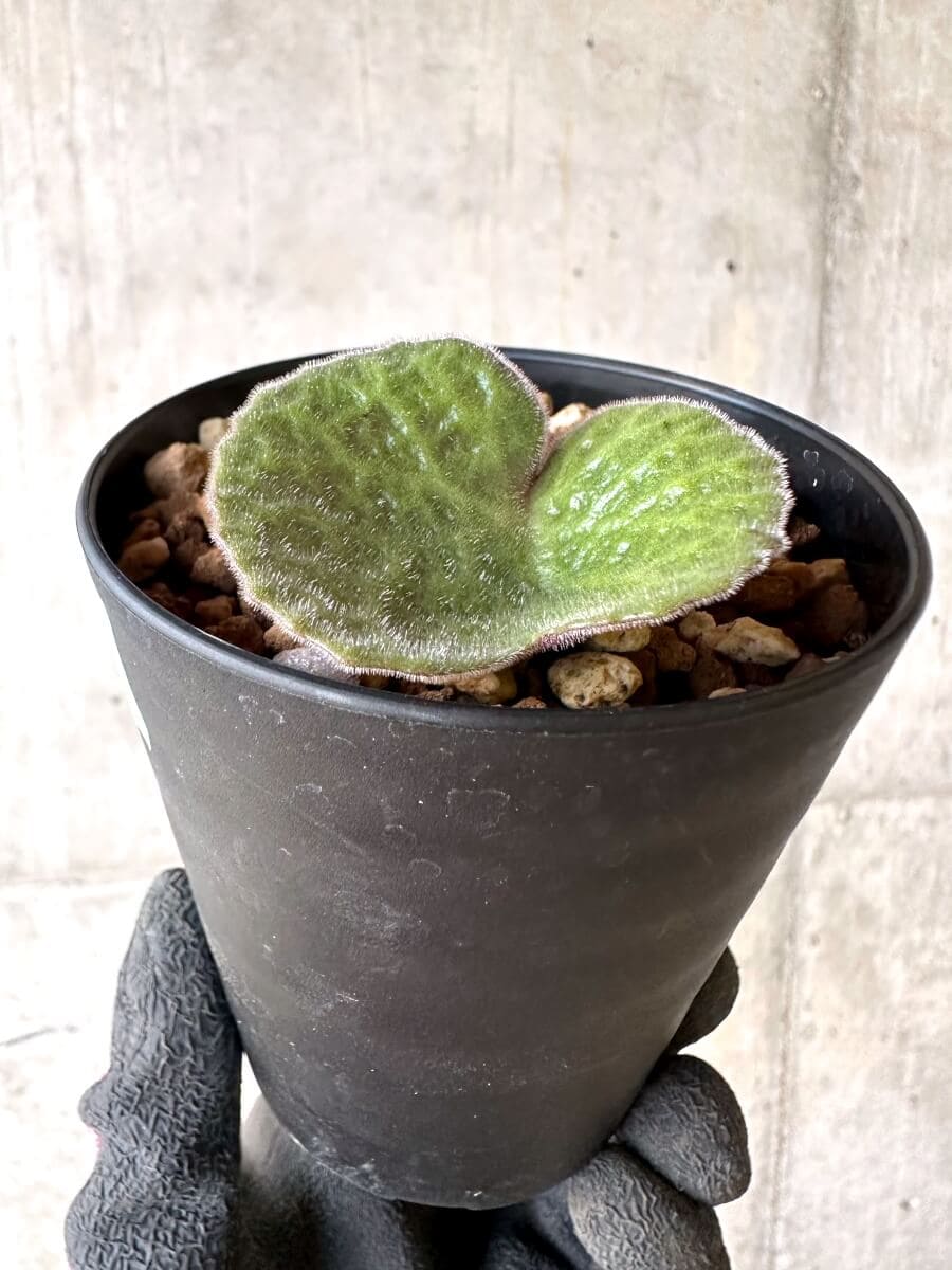 【現品限り】チレコドン・シングラリス【O81】 Tylecodon singularis