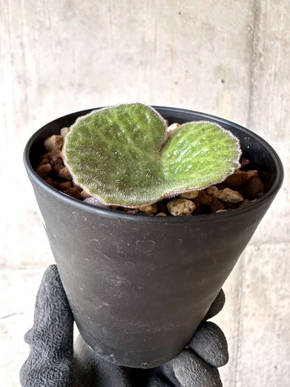 【現品限り】チレコドン・シングラリス【O81】 Tylecodon singularis