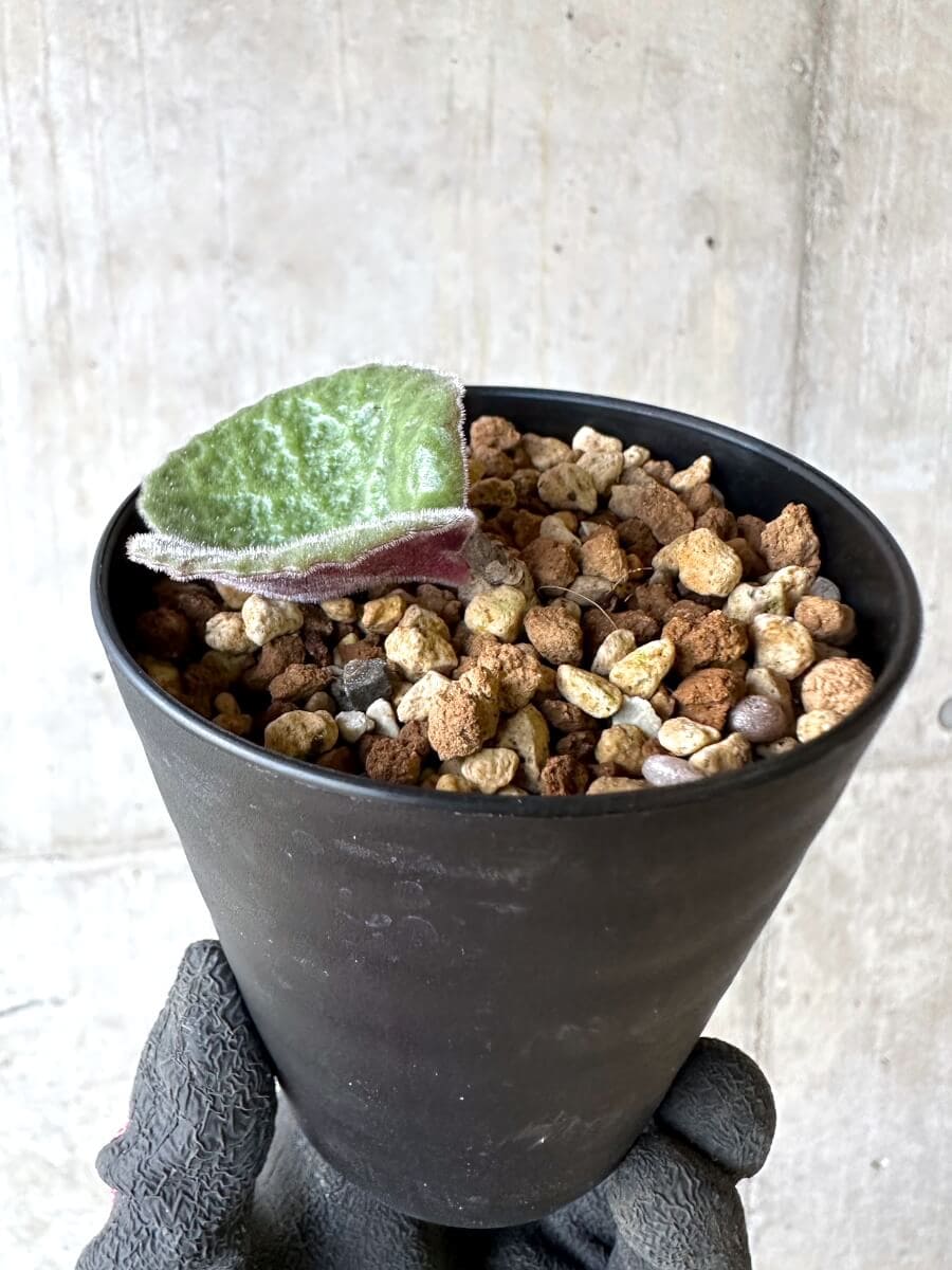 【現品限り】チレコドン・シングラリス【O81】 Tylecodon singularis