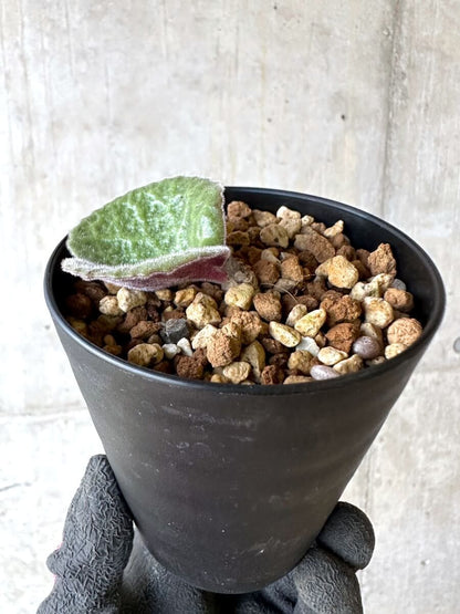 【現品限り】チレコドン・シングラリス【O81】 Tylecodon singularis