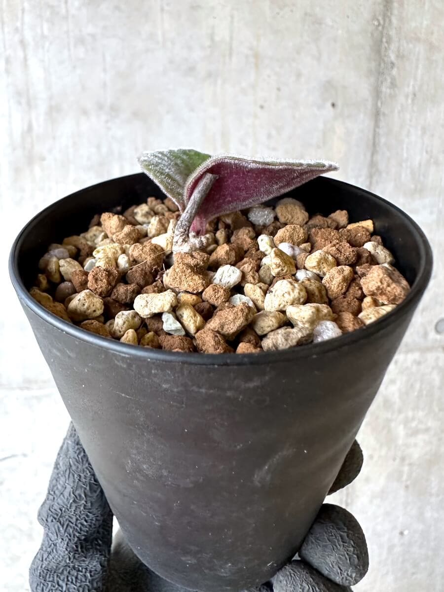 【現品限り】チレコドン・シングラリス【O81】 Tylecodon singularis