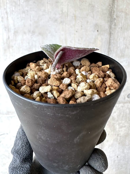 【現品限り】チレコドン・シングラリス【O81】 Tylecodon singularis