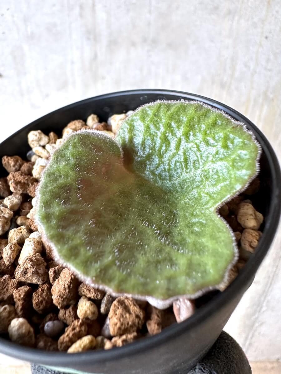 【現品限り】チレコドン・シングラリス【O81】 Tylecodon singularis