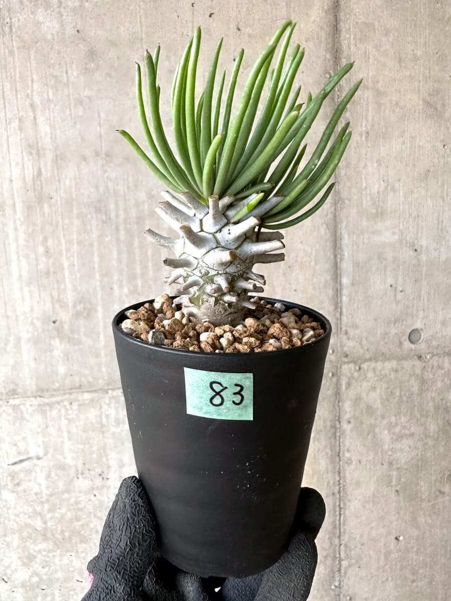 【現品限り】チレコドン・ワリチー【O83】 Tylecodon wallichii