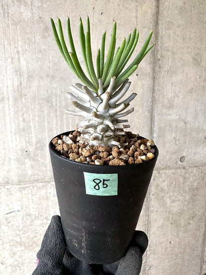 【現品限り】チレコドン・ワリチー【O85】 Tylecodon wallichii