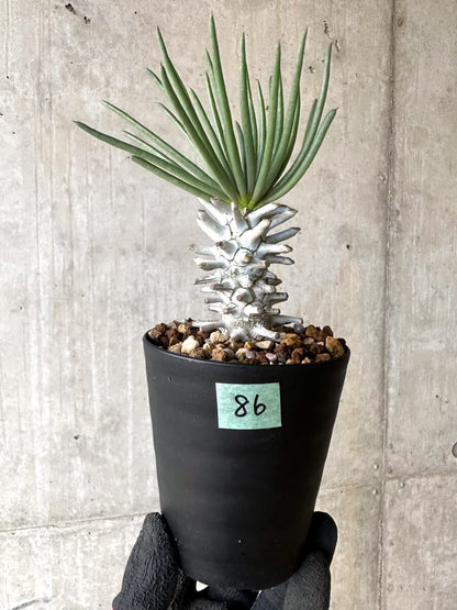 【現品限り】チレコドン・ワリチー【O86】 Tylecodon wallichii