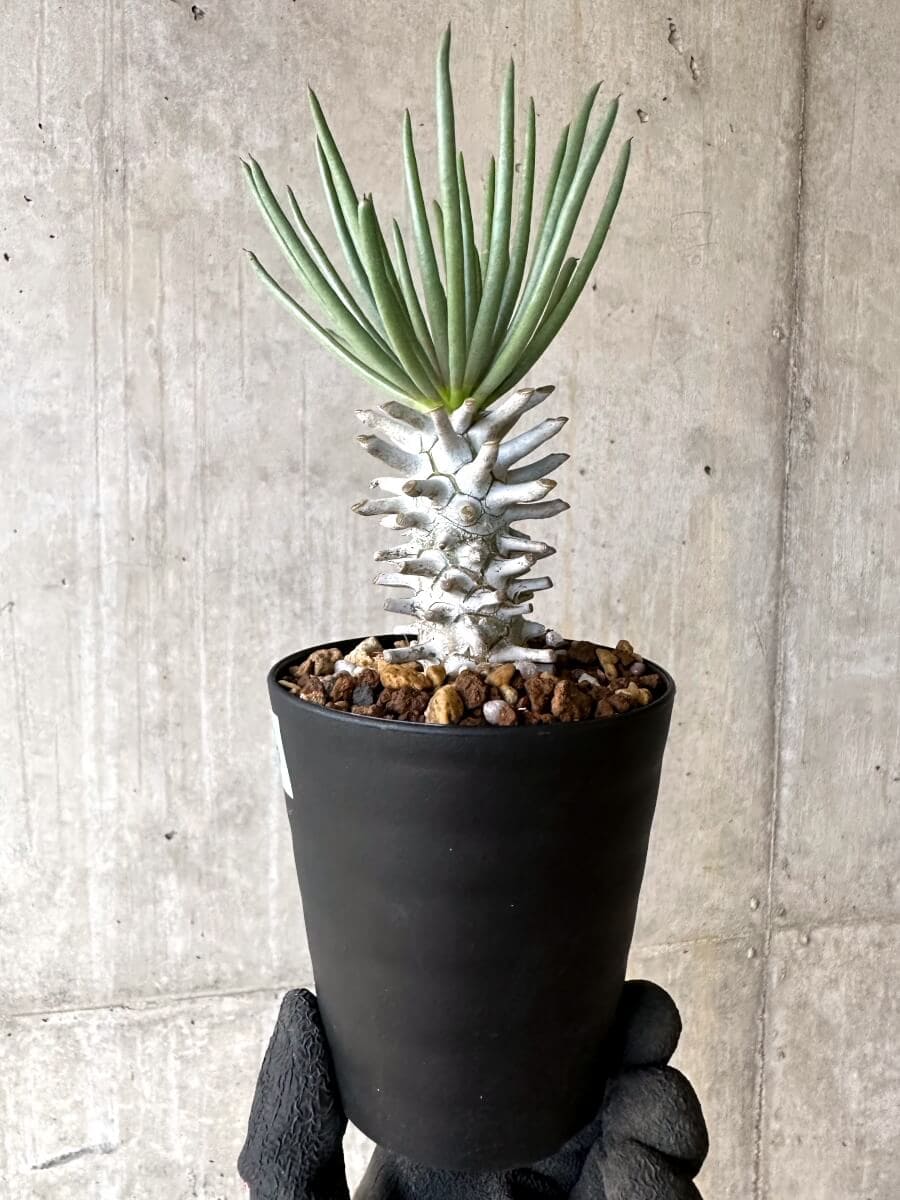 現品限り】チレコドン・ワリチー【O86】 Tylecodon wallichii 塊根植物