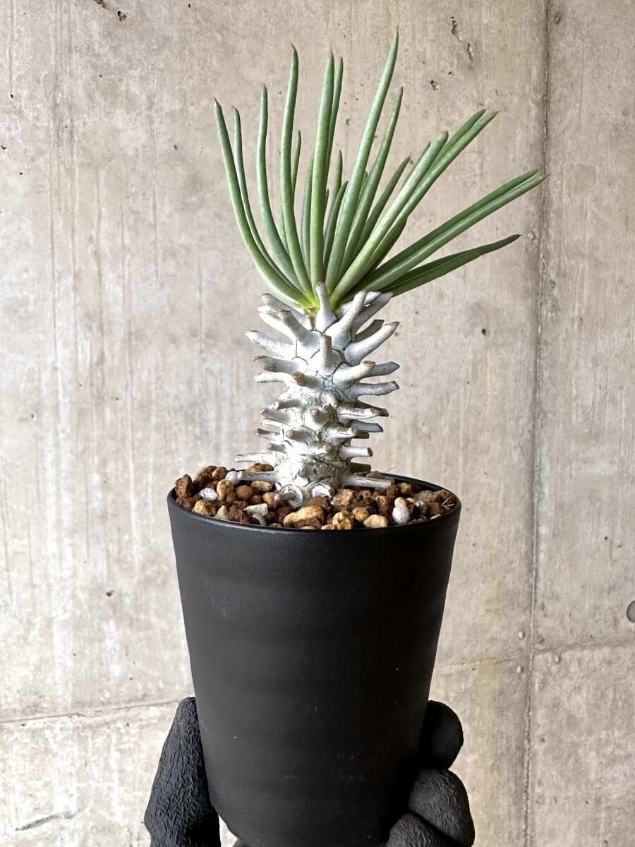 【現品限り】チレコドン・ワリチー【O86】 Tylecodon wallichii