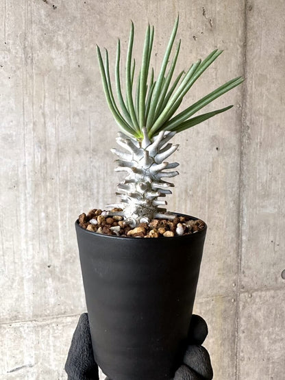 【現品限り】チレコドン・ワリチー【O86】 Tylecodon wallichii