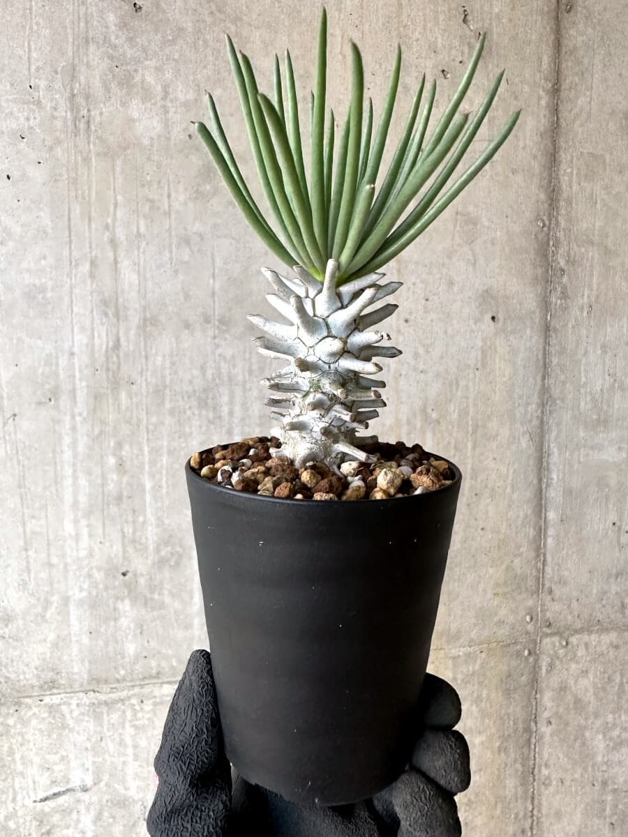 【現品限り】チレコドン・ワリチー【O86】 Tylecodon wallichii