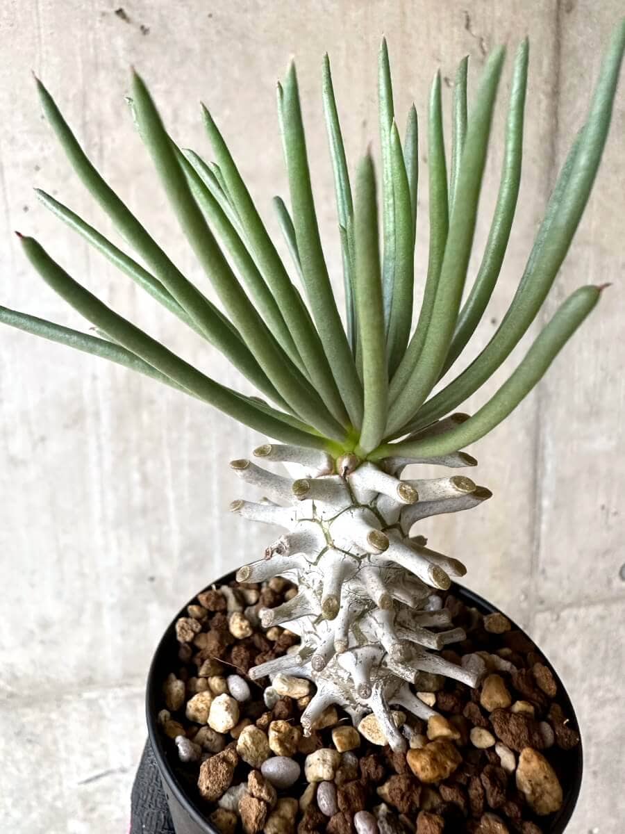 【現品限り】チレコドン・ワリチー【O86】 Tylecodon wallichii