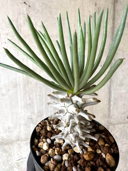 【現品限り】チレコドン・ワリチー【O86】 Tylecodon wallichii