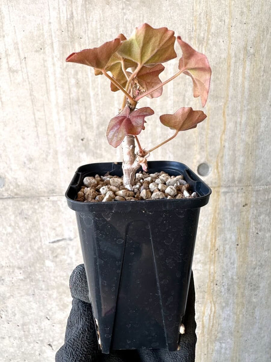 【現品限り】ペラルゴニウム・トンガエンセ【O8】 Pelargonium tongaense