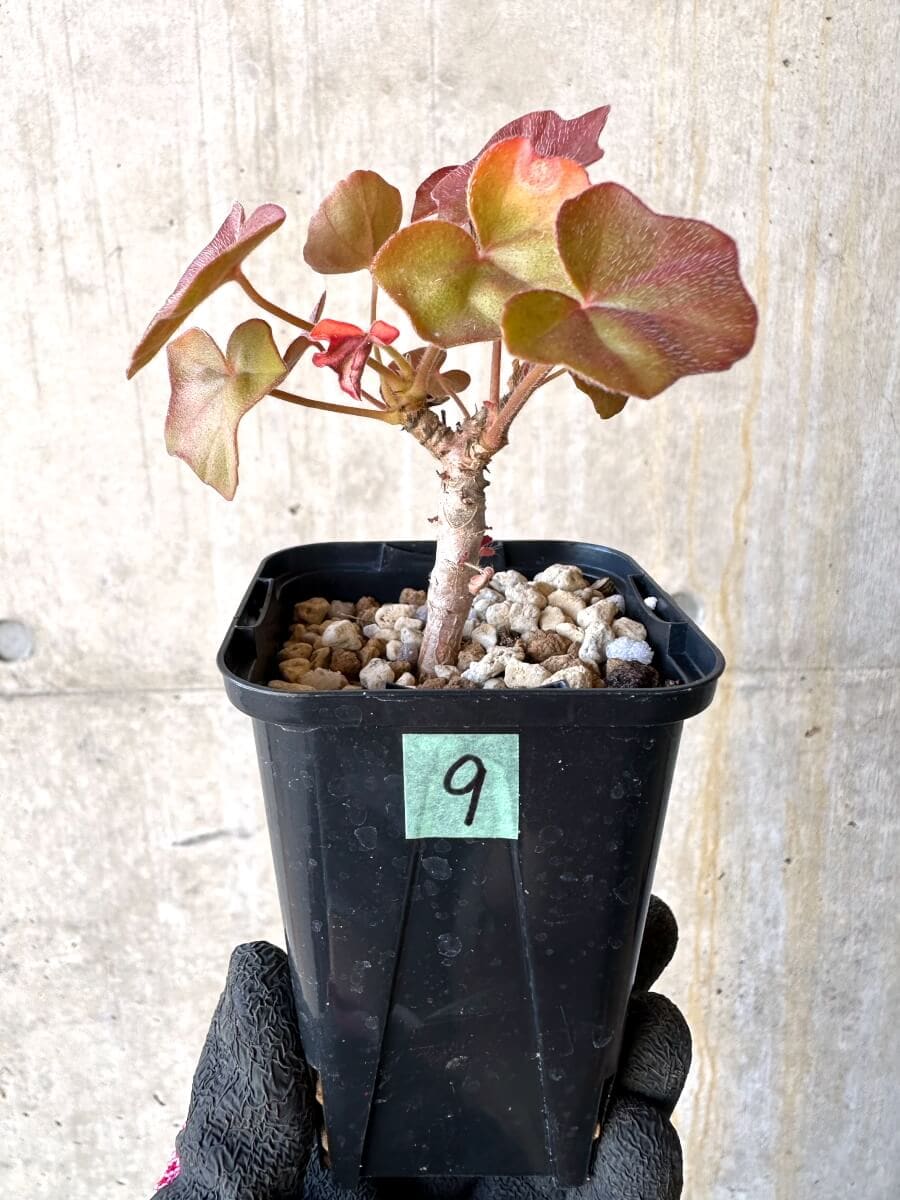 【現品限り】ペラルゴニウム・トンガエンセ【O9】 Pelargonium tongaense