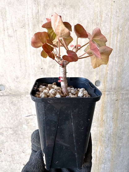 【現品限り】ペラルゴニウム・トンガエンセ【O9】 Pelargonium tongaense