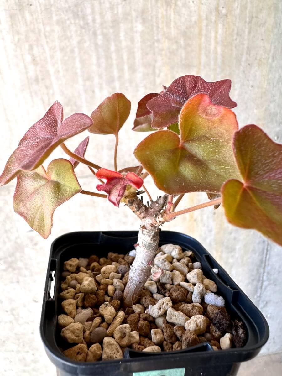 【現品限り】ペラルゴニウム・トンガエンセ【O9】 Pelargonium tongaense