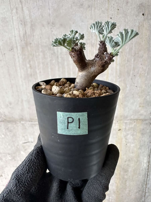 【現品限り】ペラルゴニム・ミラビレ 挿し木 発根済み【P1】 Pelargonium mirabile