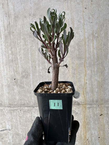 【現品限り】オトンナ・ロバタ【P11】 Othonna lobata